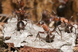 Wood Ant - soldier ants in the defence position ready to spray formic acid from lower Wood Ant - soldier ants in the defence position ready to spray formic acid from lower