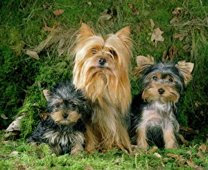 Yorkshire Terrier Dog - adult & puppies Yorkshire Terrier Dog - adult & puppies
