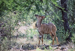 Young male Nyala - browsing foliage in shade of tree Young male Nyala - browsing foliage in shade of tree
