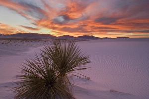 Yucca and dune - soaptree and white gypsum dune at sunset Yucca and dune - soaptree and white gypsum dune at sunset