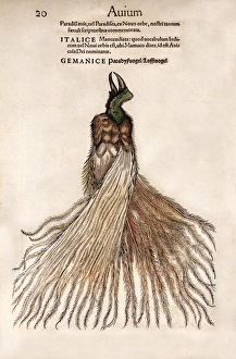 1560 Gesner Bird of Paradise myth 1560 Gesner Bird of Paradise myth