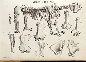 1804 Megatherium Cuvier Plate 1804 Megatherium Cuvier Plate