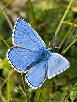 Adonis Blue butterfly Adonis Blue butterfly