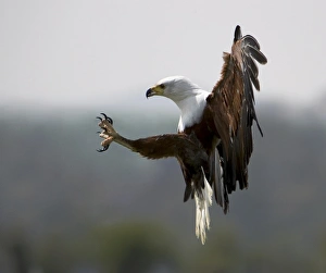 African fish eagle African fish eagle