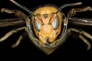 Asian giant hornet head Asian giant hornet head
