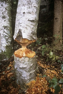 Beaver damage Beaver damage