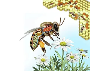 Bee anatomy, artwork Bee anatomy, artwork