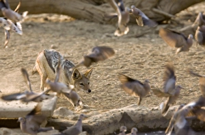 Black-backed jackal hunting doves Black-backed jackal hunting doves