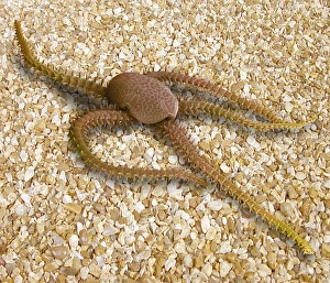 Brittle star, SEM Brittle star, SEM