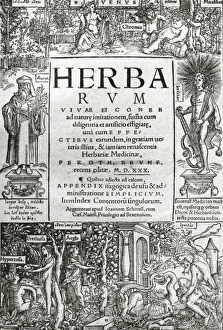 Brunfels's Herbarium (1530) Brunfels's Herbarium (1530)