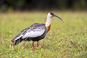 Buff-necked ibis on grass Buff-necked ibis on grass
