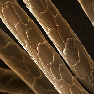 Camel hair, SEM Camel hair, SEM