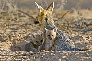 Cape fox mother and young Cape fox mother and young