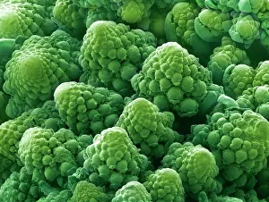 Cauliflower head, SEM Cauliflower head, SEM