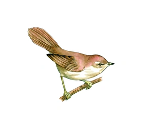 Cetti's warbler, artwork Cetti's warbler, artwork