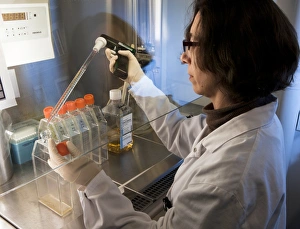 Chikungunya virus research Chikungunya virus research