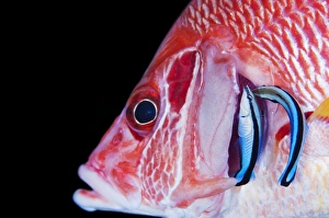Cleaner wrasse in gills of squirrelfish Cleaner wrasse in gills of squirrelfish