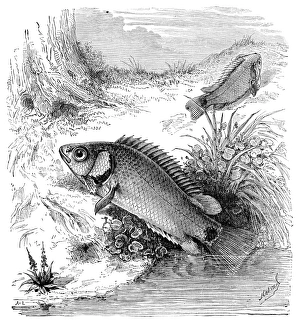 Climbing perch Climbing perch