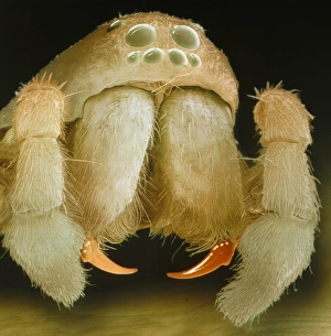 Coloured SEM of head of the Zora spinimana spider Coloured SEM of head of the Zora spinimana spider