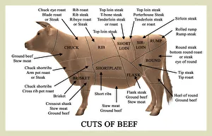 Cuts of beef Cuts of beef
