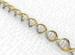 DNA Double Helix with Autoradiograph DNA Double Helix with Autoradiograph