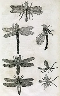 Dragonflies, 17th century artwork Dragonflies, 17th century artwork