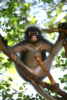 Dusky leaf-monkey Dusky leaf-monkey
