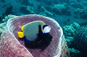 Emperor angelfish in sponge Emperor angelfish in sponge