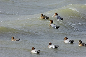 Eurasian wigeons Eurasian wigeons