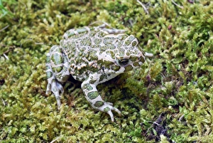 European green toad European green toad