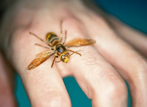 European hornet European hornet