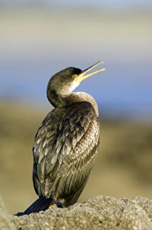 European shag European shag