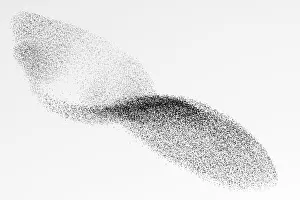 European starling flock European starling flock