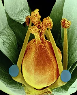 False-colour SEM of chickweed flower False-colour SEM of chickweed flower