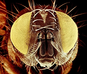 False-colour SEM of the head of a housefly False-colour SEM of the head of a housefly
