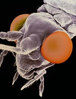 False-colour SEM of the head of a lacewing False-colour SEM of the head of a lacewing