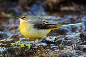 Female grey wagtail Female grey wagtail