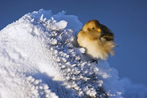 Female snow bunting Female snow bunting