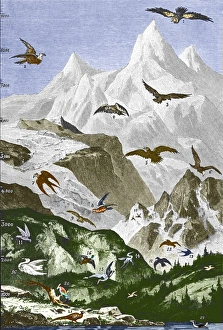 Flight height of birds, historical art Flight height of birds, historical art