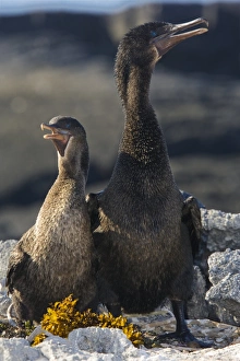Flightless cormorant male and female Flightless cormorant male and female