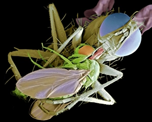 Fly eating another fly, SEM Fly eating another fly, SEM