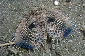 Flying gurnard displaying Flying gurnard displaying