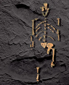 Footprints and skeleton of Lucy Footprints and skeleton of Lucy