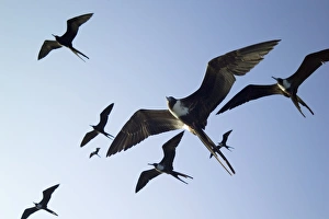 Frigate birds in flight Frigate birds in flight