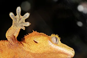 Gecko Gecko