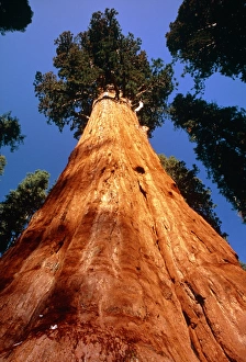Giant Sequoia 'General Sherman' Giant Sequoia 'General Sherman'
