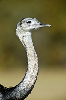 Greater rhea Greater rhea