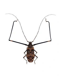 Harlequin beetle Harlequin beetle