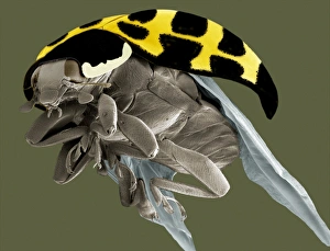 Harlequin ladybird, SEM Harlequin ladybird, SEM