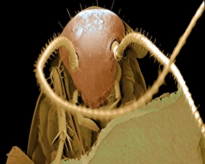 Head of a German cockroach (Blattella germanica) Head of a German cockroach (Blattella germanica)